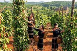 Giá hồ tiêu hôm nay 22/6: Đi ngang sau phiên giảm mạnh