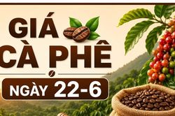 Giá cà phê trong nước ngày 22-6 giảm nhẹ 300 đồng/kg