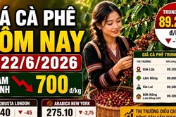 Giá cà phê hôm nay 22/6: Trong nước và thế giới cùng đỏ sàn