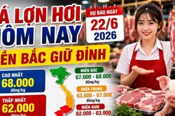 Giá lợn hơi hôm nay 22/6: Giá đi ngang, miền Bắc neo cao