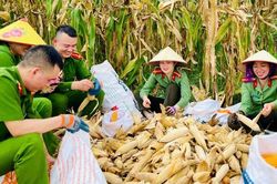 Tuổi trẻ Công an xã Bảo Thắng: Giúp dân thu hoạch mùa vàng
