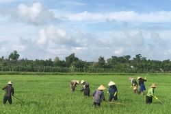 Ngăn vật tư kém chất lượng vào vụ hè thu