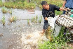 Triển khai mô hình luân canh 'Một vụ lúa, một vụ cá' tại xã Lâm Thao