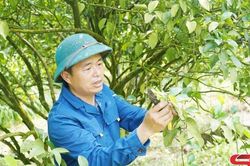 Hỗ trợ c&aacute;c HTX do n&ocirc;ng d&acirc;n l&agrave;m chủ hoạt động hiệu quả