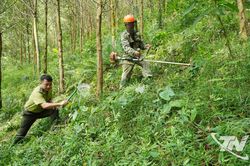 Chủ động phòng, chống cháy rừng mùa nắng nóng