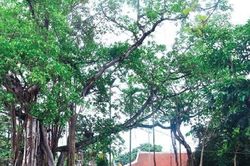 Gìn giữ ký ức làng quê: Hà Nội xếp hạng thêm 12 di tích lịch sử - văn hóa