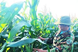 Phát triển một hoạt chất bảo vệ thực vật cần 307 triệu USD và hơn 11 năm