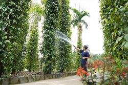 Từ đặc sản địa phương đến thương hiệu được bảo hộ: Hành trình của tiêu Tiên Phước