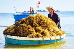 Cần có trách nhiệm đối với nguồn 'tài nguyên xanh' của biển