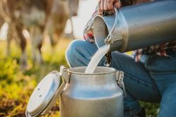 Sữa tươi chưa tiệt trùng gia tăng sức hút bất chấp cảnh báo rủi ro sức khỏe