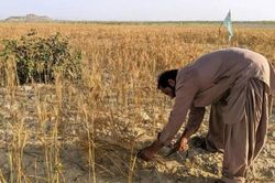 Nguồn nước suy giảm đặt nông nghiệp Pakistan trước thách thức lớn