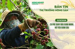 Thị trường nông sản 22/6/2026: Cà phê quay đầu giảm mạnh, hồ tiêu giảm sâu