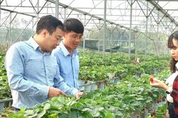 Li&ecirc;n minh HTX th&agrave;nh phố H&agrave; Nội: Phối hợp, th&uacute;c đẩy ph&aacute;t triển kinh tế tập thể, chuyển đổi số trong lĩnh vực n&ocirc;ng nghiệp