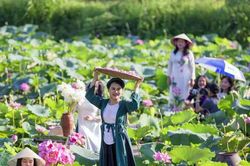 Lễ hội Sen H&agrave; Nội 2026: Lan tỏa bản sắc Thăng Long - H&agrave; Nội