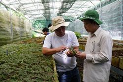 Đà Nẵng tổ chức hội thảo khoa học quốc tế về sâm Ngọc Linh