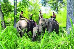 Khảo sát, đánh giá thực địa về tri thức bảo tồn voi trên địa bàn tỉnh Đắk Lắk