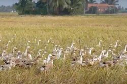 Xuất hiện ổ dịch cúm gia cầm H5N1 tại Đồng Tháp