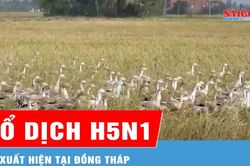 Xuất hiện ổ dịch cúm gia cầm H5N1 tại Đồng Tháp