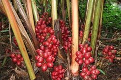 Loài cây được mệnh danh là 'vàng đỏ' của vùng núi phía Bắc Việt Nam