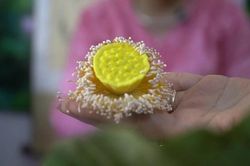 Lễ hội Sen 2026 sẽ diễn ra tại nhiều địa điểm ở Tây Hồ