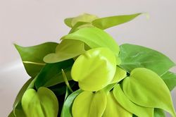 3 loại cây phong thủy được dân công sở yêu thích vì ý nghĩa thu hút tài vận