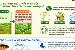 'Cánh đồng có tổ chức': Bước ngoặt nâng tầm giá trị nông sản