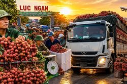 Hàng nghìn xe chở vải nối đuôi nhau, thủ phủ vải thiều Lục Ngạn bước vào mùa cao điểm