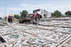Nhọc nhằn mưu sinh nghề cá nục hấp mùa nắng nóng