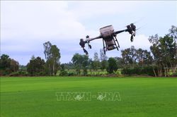 Chủ động phòng trừ sâu cuốn lá nhỏ, bảo vệ lúa Hè Thu