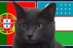 Mèo 'tiên tri' dự đoán trận Bồ Đào Nha vs Uzbekistan: Không biết nói dối
