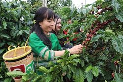 Hướng đi mới trong x&acirc;y dựng dữ liệu v&ugrave;ng trồng đ&aacute;p ứng quy định EUDR