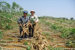 Xăng sinh học E10 mở ra cơ hội ti&ecirc;u thụ bền vững cho ng&agrave;nh sắn