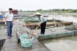 Giá bán giảm, thời tiết khắc nghiệt gây áp lực kép lên người nuôi cá lồng ở Bắc Ninh
