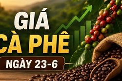 Giá cà phê ngày 23-6: Tăng nhẹ, cao nhất 89.300 đồng/kg
