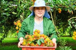 Tăng cường quản lý mã số vùng trồng và cơ sở đóng gói nông sản