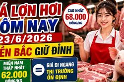 Giá lợn hơi hôm nay 23/6: Miền Nam thấp nhất, miền Bắc dẫn đầu