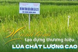 Hành trình tạo dựng thương hiệu lúa chất lượng cao
