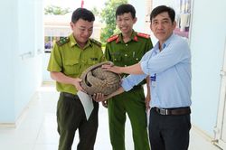 Người d&acirc;n H&agrave;m Kiệm giao nộp c&aacute; thể t&ecirc; t&ecirc; qu&yacute; hiếm