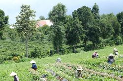 Khoai lang giống - Hướng l&agrave;m gi&agrave;u của n&ocirc;ng d&acirc;n L&acirc;m Đồng