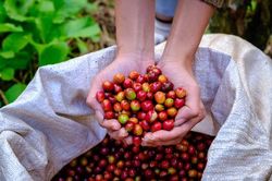 Giá cà phê hôm nay 23/6: Giảm mạnh, robusta thấp nhất 1 tuần