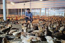 Giám đốc hợp tác xã dám nghĩ, dám làm