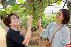 Trải nghiệm mùa nho chín trên cao nguyên