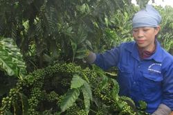 Dữ liệu v&ugrave;ng trồng: Điều kiện sống c&ograve;n của n&ocirc;ng sản xuất khẩu