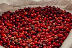 Giá cà phê hồi phục nhẹ sau phiên giảm sâu, neo quanh mốc 89.000 đồng/kg