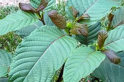 Cảnh báo nguy cơ thẩm lậu lá Kratom chứa chất ma túy vào Quảng Ngãi