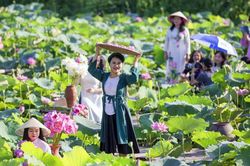Hà Nội chuẩn bị tổ chức Lễ hội Sen 2026