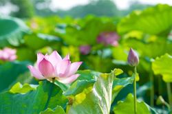 Dịu dàng hương sắc mùa sen tháng 6