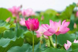 Sen nở mùa an cư