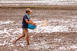 Hơn 81.700 ha lúa hè thu đã xuống giống ở Cà Mau
