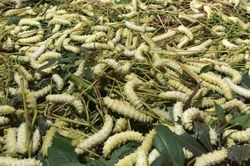Nghiên cứu chọn lọc cặp lai tằm thầu dầu lá sắn thích hợp nuôi ở vùng Tây Nguyên
